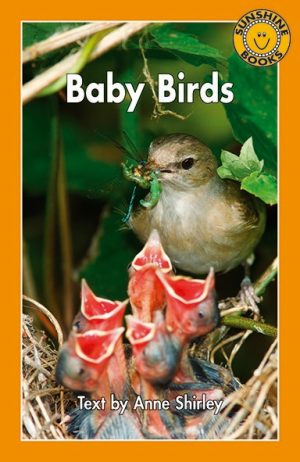 Baby Birds