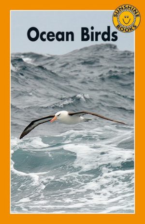 Ocean Birds